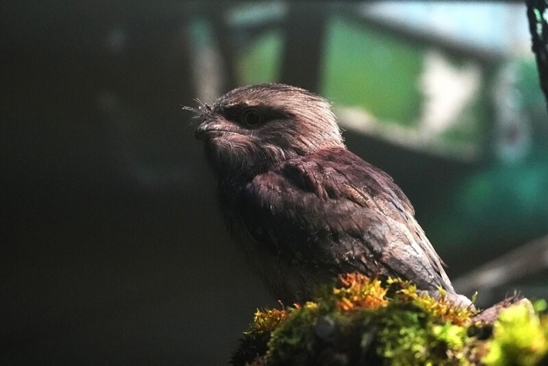 
        Московский зоопарк установил мировой рекорд по&nbsp;числу представленных видов животных    