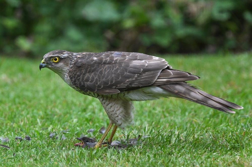 Ястреб-перепелятник: грозный маленький хищник
Ястреб-перепелятник: грозный маленький хищник