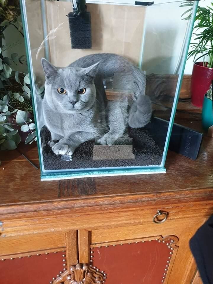 25 котиков, которые следят за дедлайнами и настроением
25 котиков, которые следят за дедлайнами и настроением