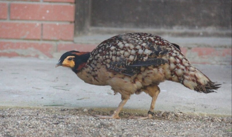 
        Московский зоопарк установил мировой рекорд по&nbsp;числу представленных видов животных    