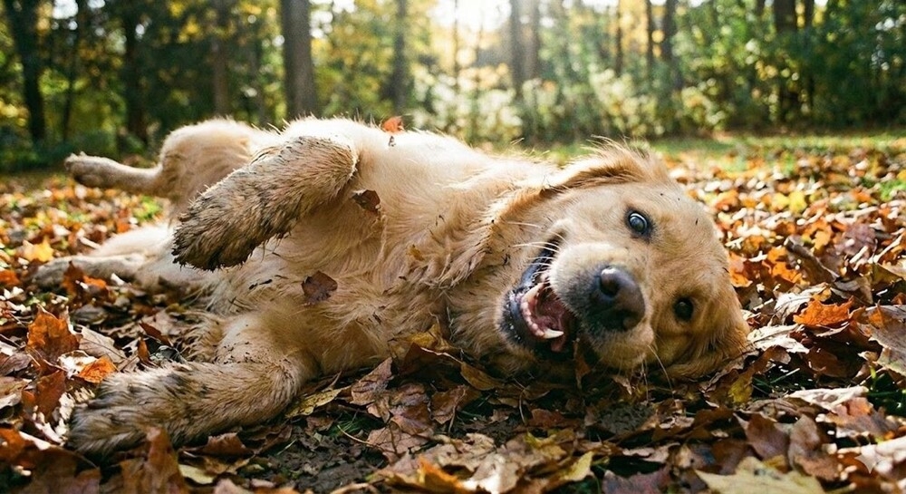 
        Из&nbsp;жизни золотистых ретриверов    