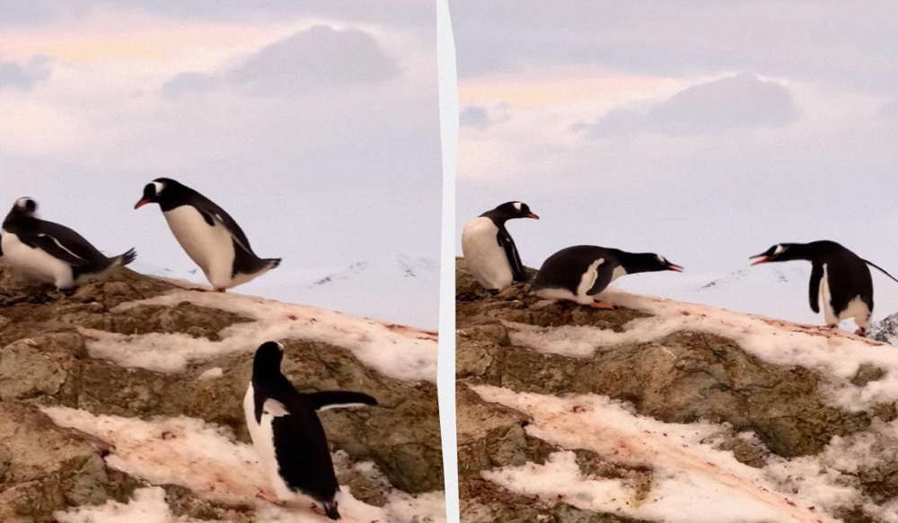 
        Дарение камней у&nbsp;пингвинов: скандальная традиция с&nbsp;драками, похотью и&nbsp;воровством!    