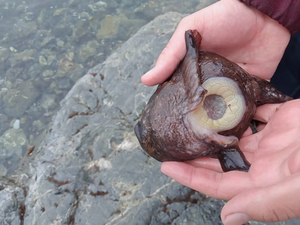 
        Аптоцикл: рыба-недоразумение    