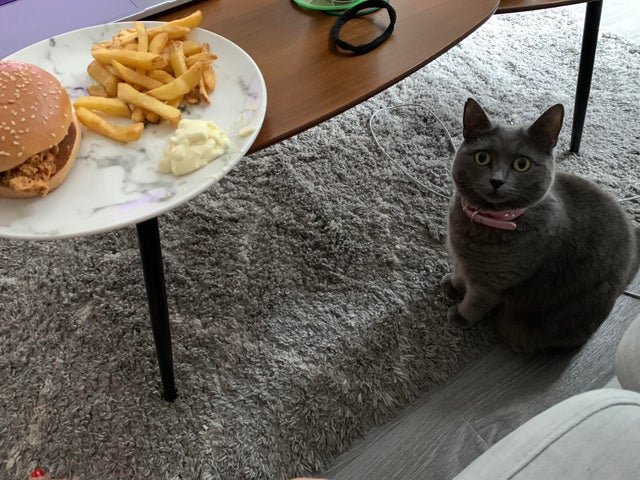 Смешные животные, которым нужна ваша еда (22 фото) Смешные животные, которым нужна ваша еда (22 фото)