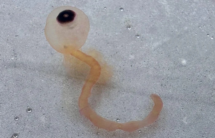 
        Батифиза шишковатая: макаронный монстр в&nbsp;реальности    