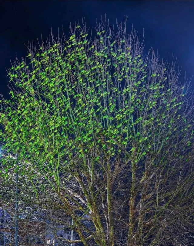 
        Лондон &ndash; город зеленых попугаев    