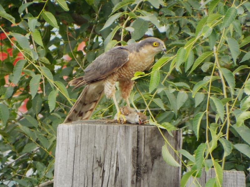 Ястреб-перепелятник: грозный маленький хищник
Ястреб-перепелятник: грозный маленький хищник