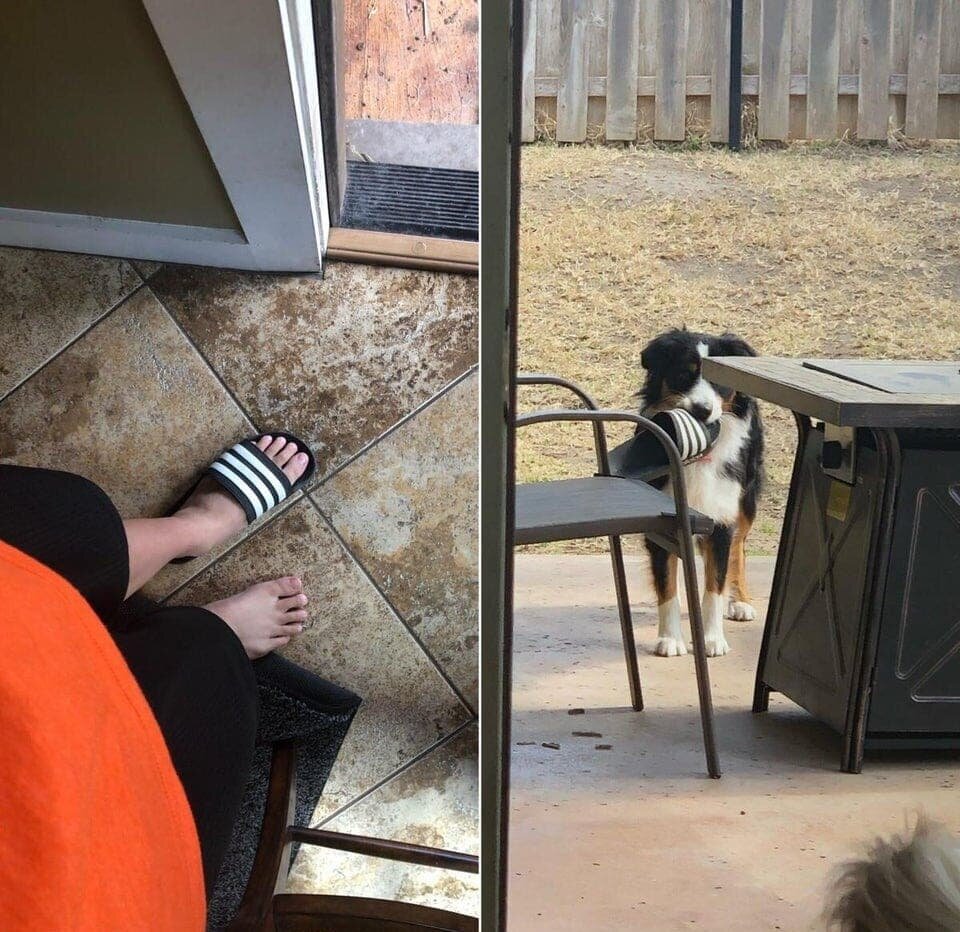 18 животных, которые перешли все границы дозволенного
18 животных, которые перешли все границы дозволенного