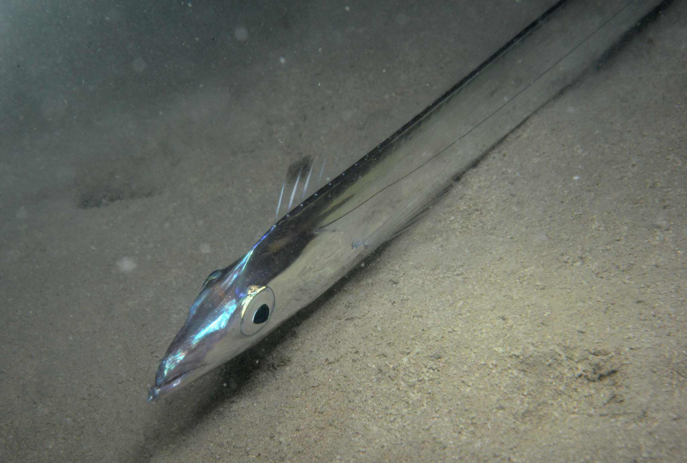 
        Рыба-сабля: её&nbsp;тело словно отлито из&nbsp;металла    