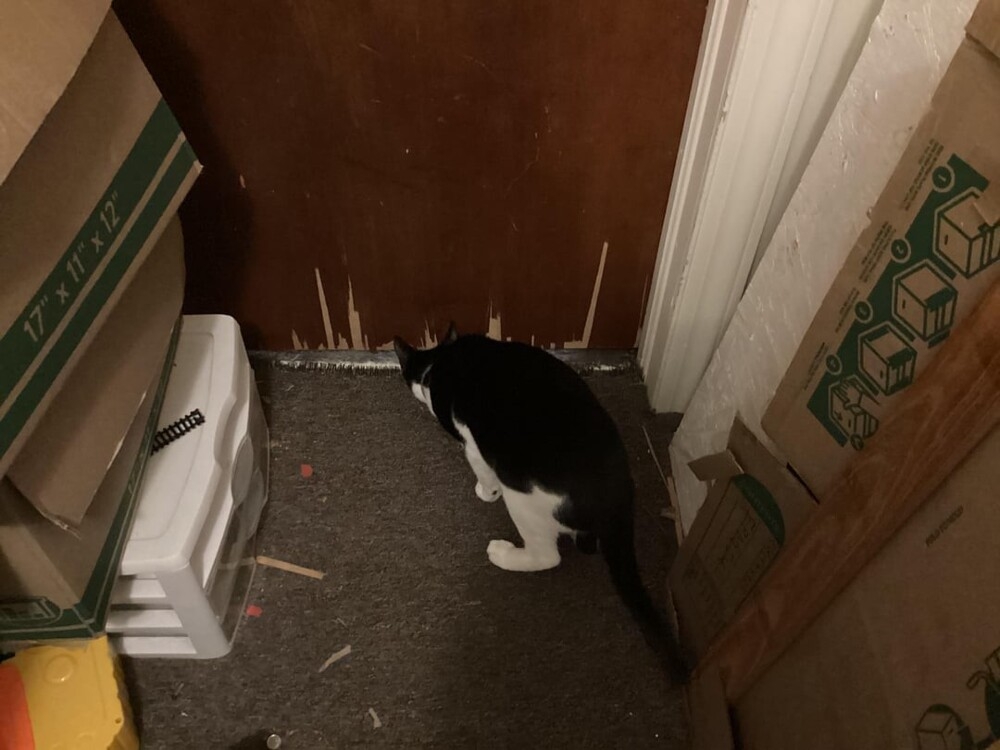 25 котиков, которые следят за дедлайнами и настроением
25 котиков, которые следят за дедлайнами и настроением