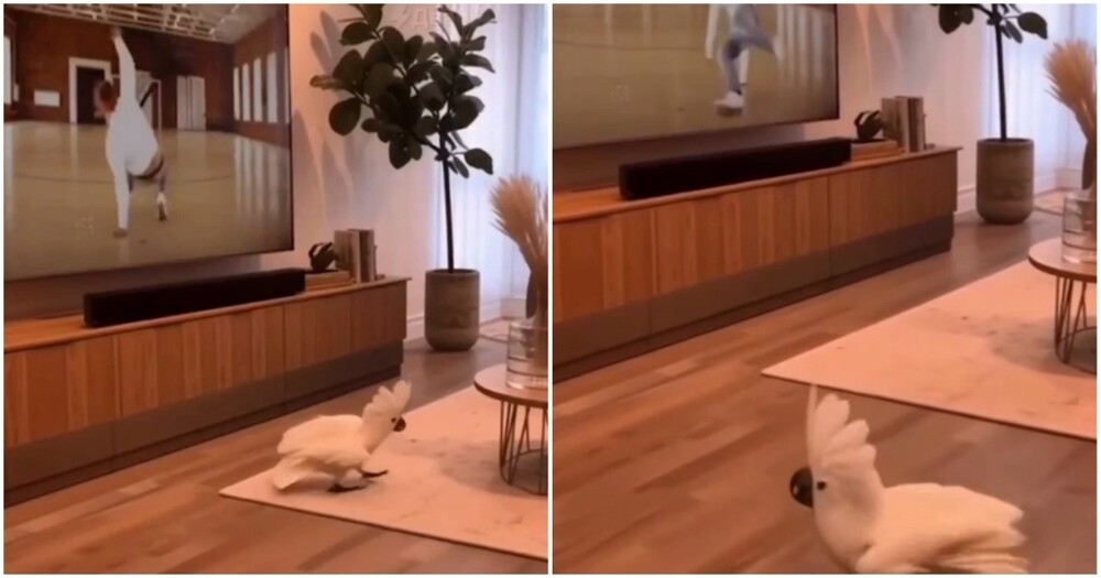 Попугай учится брейк-дансу
Попугай учится брейк-дансу