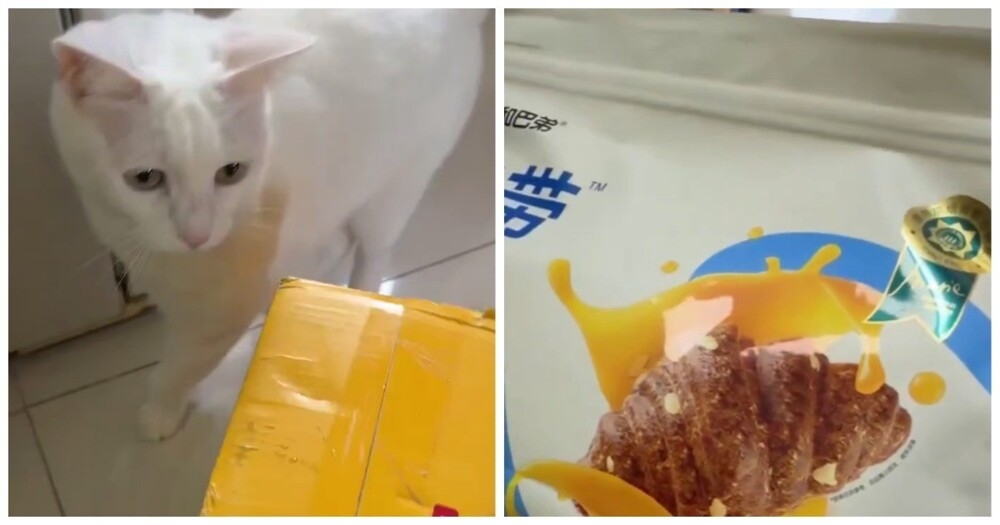 В Китае продают "круассаны" для котов
В Китае продают "круассаны" для котов