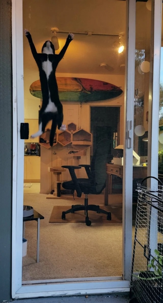 Подборка фотографий со смешными котами (22 фото)