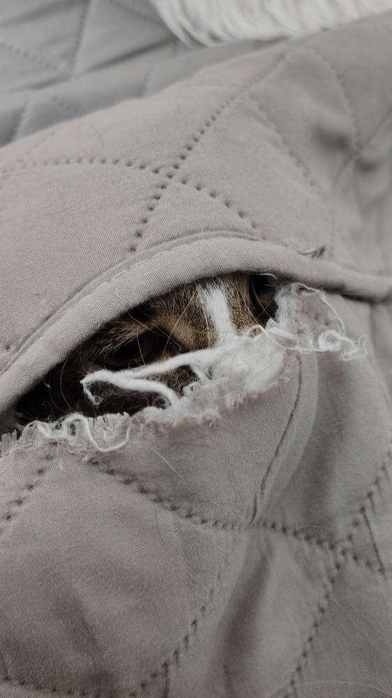 
        20&nbsp;примеров занятий котиков, считающих, что&nbsp;их&nbsp;никто не&nbsp;видит    