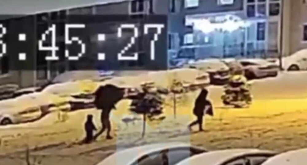 
        Семейная пара спилила ёлку во&nbsp;дворе жилого дома в&nbsp;Подмосковье    