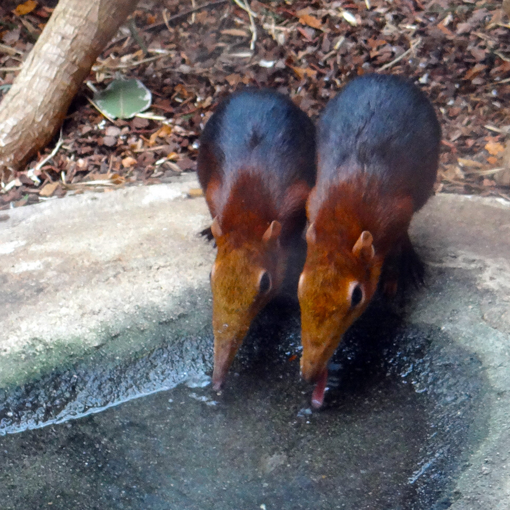 
        Хоботковая собачка: как&nbsp;гены слона изменили жизнь крошечного зверька?    