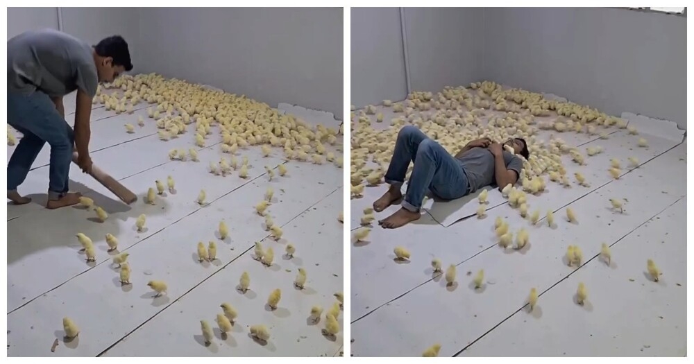 
        В&nbsp;Индии открыли антистресс-комнату с&nbsp;сотнями цыплят    