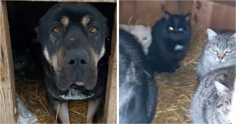 
        Рейдерский захват будки: коты оккупировали сторожевого пса    