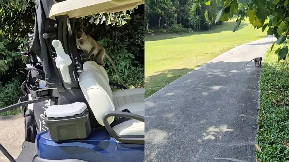 
        Наглые обезьяны украли одежду для&nbsp;гольфа у&nbsp;туриста    