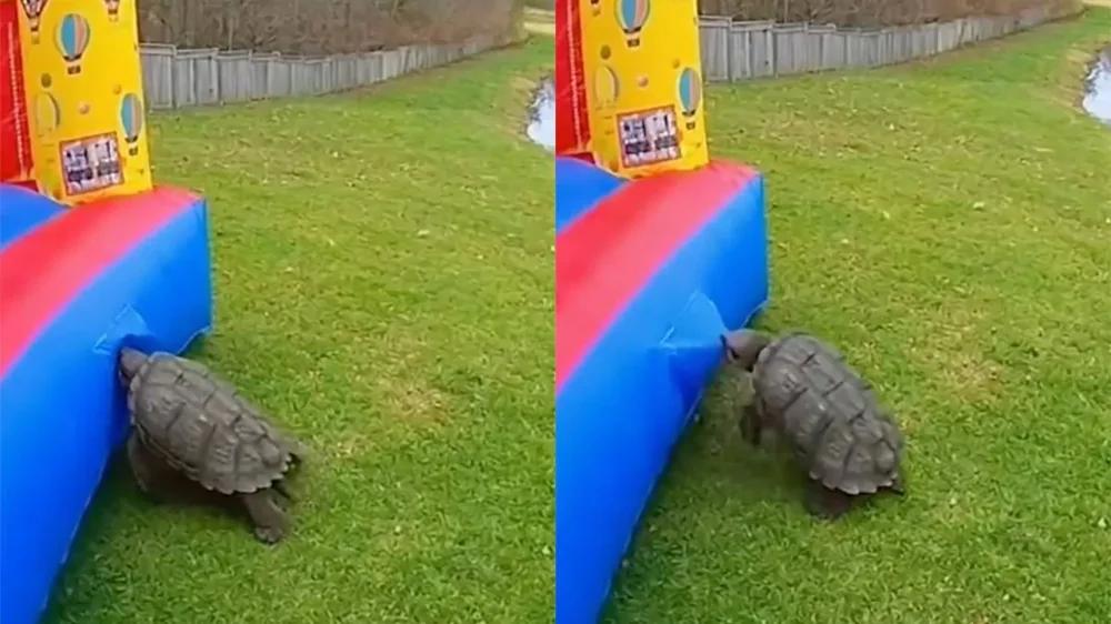 
        Черепаха уничтожила надувной замок за&nbsp;считанные секунды    