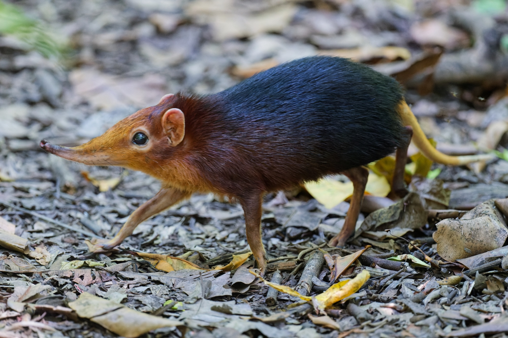 
        Хоботковая собачка: как&nbsp;гены слона изменили жизнь крошечного зверька?    