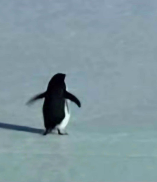 Пингвин-нигилист, который понял жизнь (6 фото + 2 видео) Пингвин-нигилист, который понял жизнь (6 фото + 2 видео)