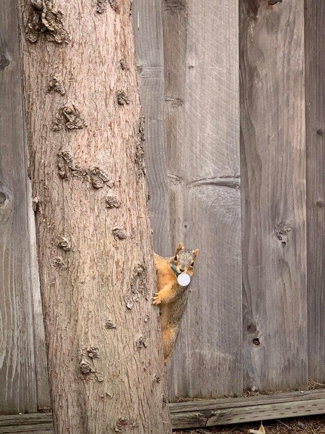18 животных, которые перешли все границы дозволенного
18 животных, которые перешли все границы дозволенного