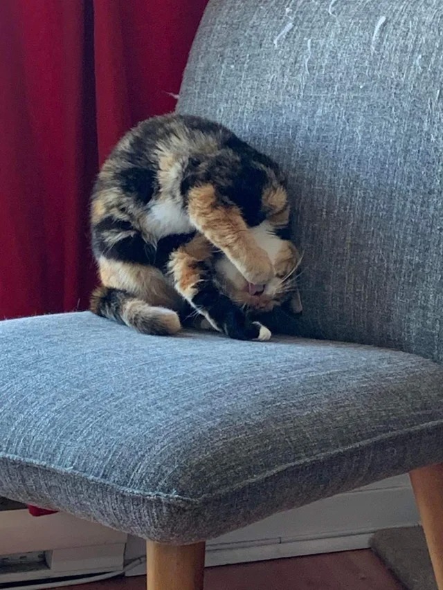 Подборка фотографий со смешными котами (22 фото)