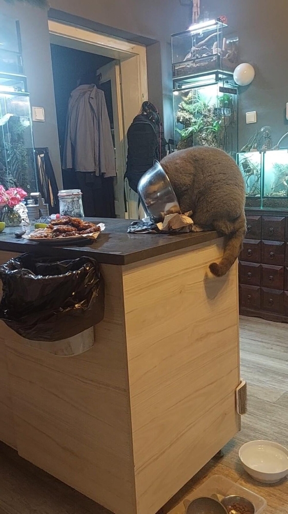 25 котиков, которые следят за дедлайнами и настроением
25 котиков, которые следят за дедлайнами и настроением