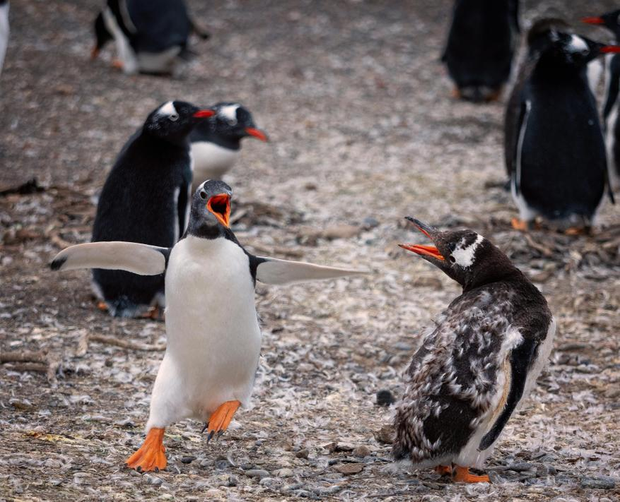 
        Дарение камней у&nbsp;пингвинов: скандальная традиция с&nbsp;драками, похотью и&nbsp;воровством!    