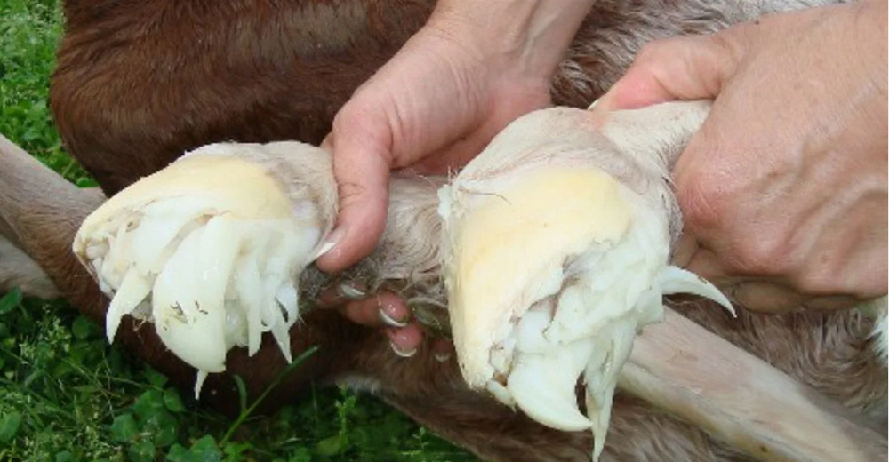 
        &laquo;Щупальца&raquo; на&nbsp;копытах жеребят    