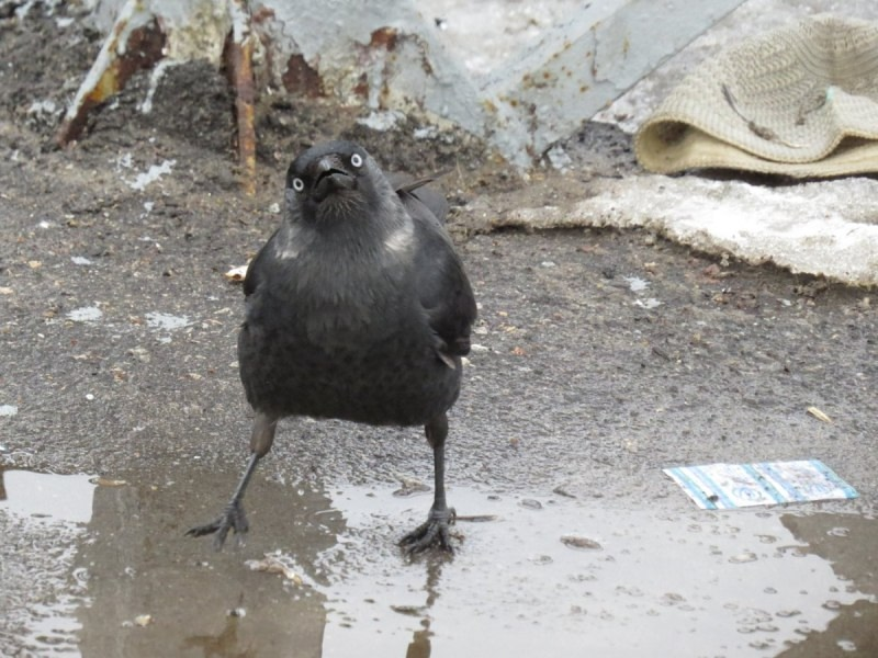 
        Никогда не&nbsp;переходи дорогу вороне. Она&nbsp;будет мстить всю&nbsp;жизнь!    