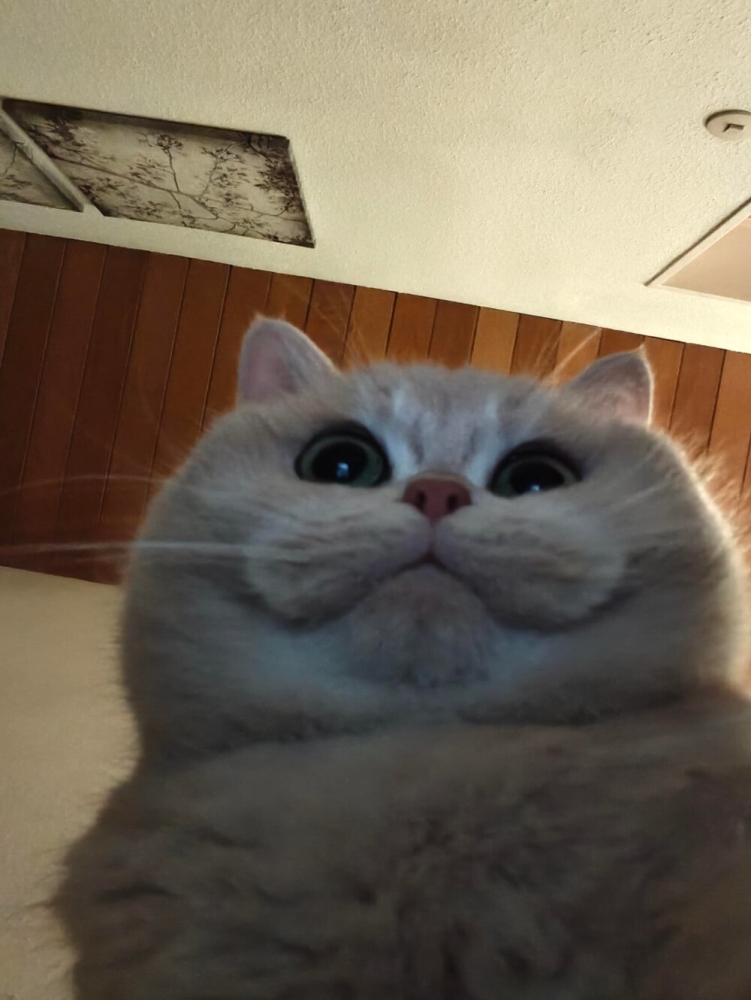 
        20&nbsp;кодов доступа к&nbsp;котонастроениям и&nbsp;которазвлечениям    