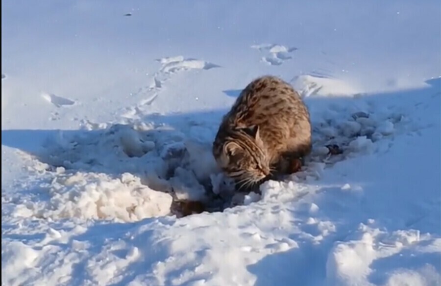 
        К&nbsp;амурчанину &laquo;пришел в&nbsp;гости&raquo; краснокнижный кот    