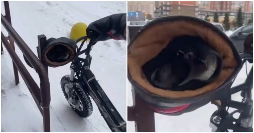 
        Курьер обнаружил незваного гостя в&nbsp;своей рукавице    