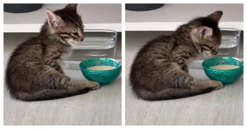 Тяжелое утро: котёнок, который проснулся уставшим
Тяжелое утро: котёнок, который проснулся уставшим