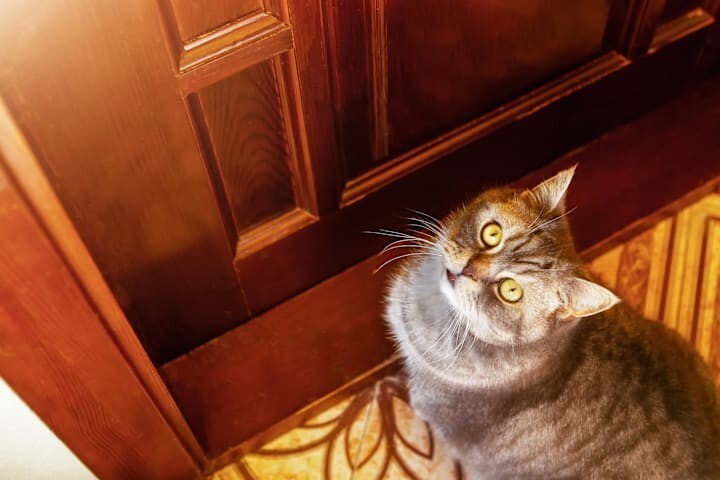 
        20+ хвостатых упрямцев, демонстрирующих разные грани и&nbsp;степени кошачьей настойчивости    