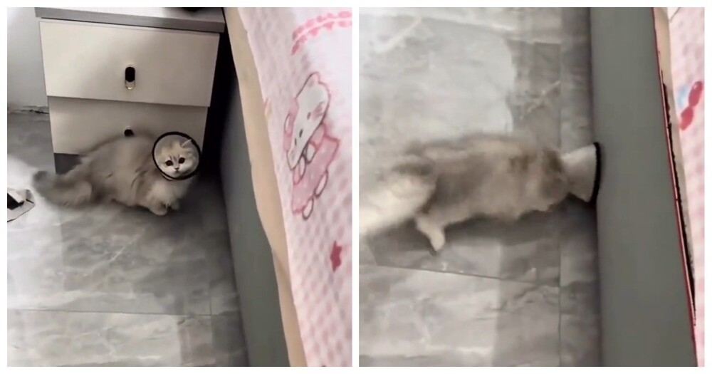 Кошка и ветеринарный воротник
Кошка и ветеринарный воротник