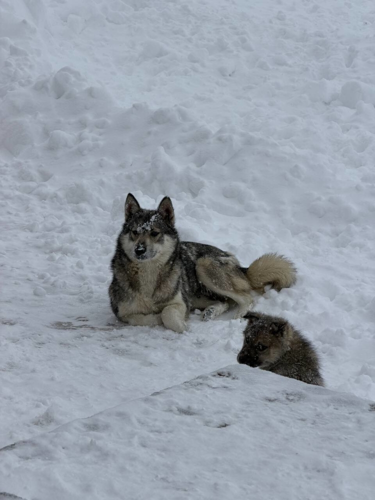
        Преследовавшую сноубордиста собаку приняли за&nbsp;волка    