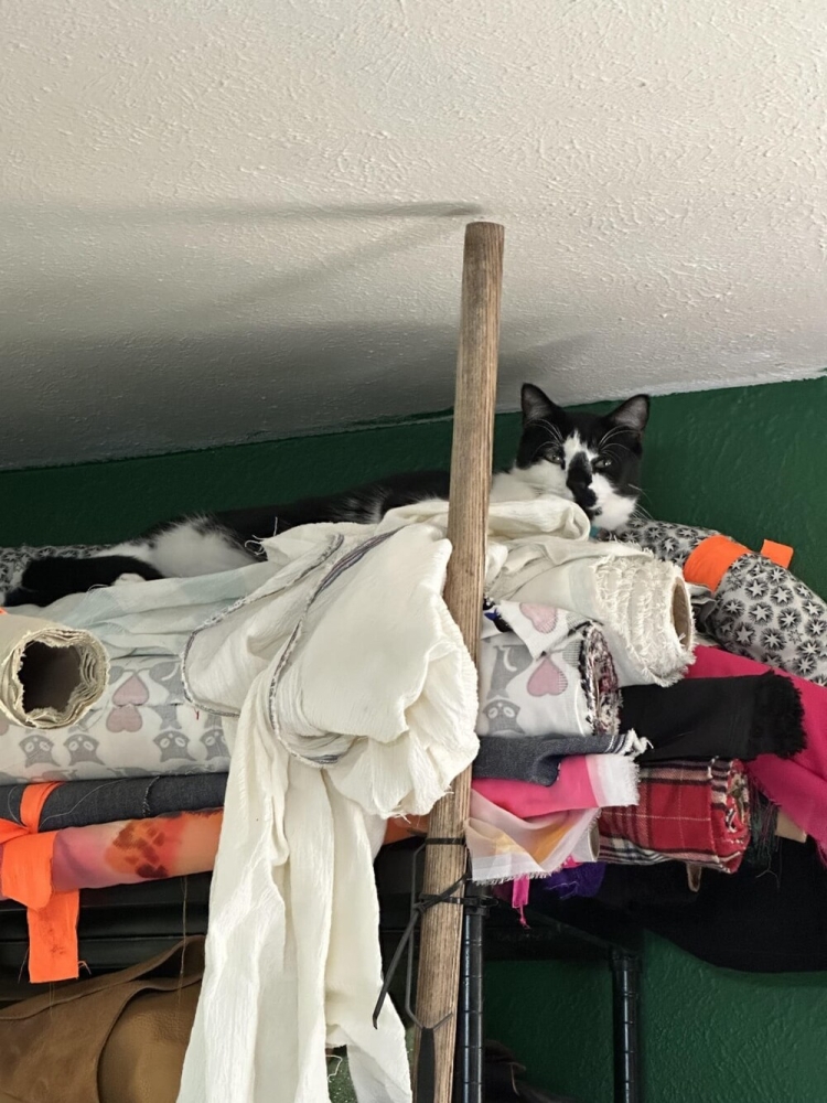 25 котиков, которые следят за дедлайнами и настроением
25 котиков, которые следят за дедлайнами и настроением