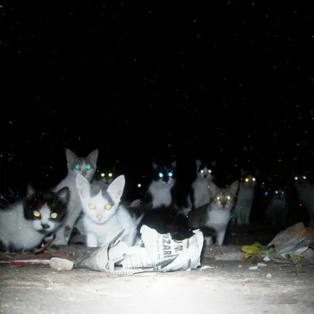 
        Как&nbsp;устроена стая дворовых кошек?    