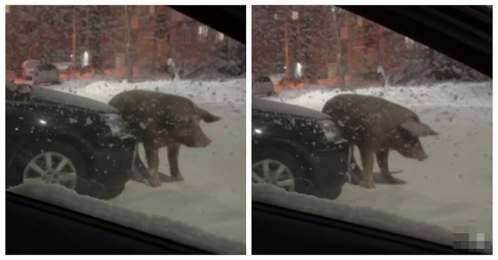 Свинья использовала автомобиль в качестве чесалки
Свинья использовала автомобиль в качестве чесалки