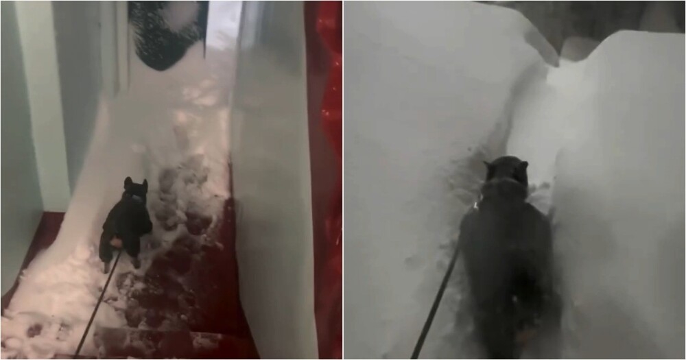 
        На&nbsp;Камчатке мужик поделился тем, как&nbsp;&laquo;весело&raquo; проходит утро собачника    