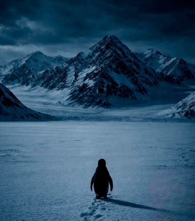 Пингвин-нигилист, который понял жизнь (6 фото + 2 видео) Пингвин-нигилист, который понял жизнь (6 фото + 2 видео)