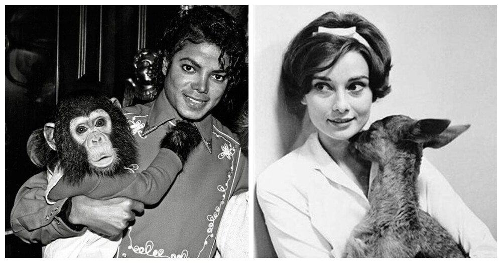 
        8&nbsp;знаменитостей, решившихся завести экзотических питомцев    