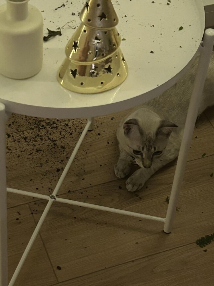 25 котиков, которые следят за дедлайнами и настроением
25 котиков, которые следят за дедлайнами и настроением