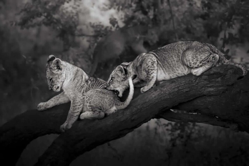 Monovisions Photography Awards 2025
Monovisions Photography Awards 2025