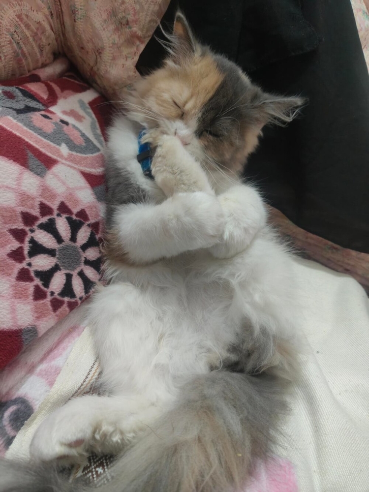 
        20&nbsp;кодов доступа к&nbsp;котонастроениям и&nbsp;которазвлечениям    