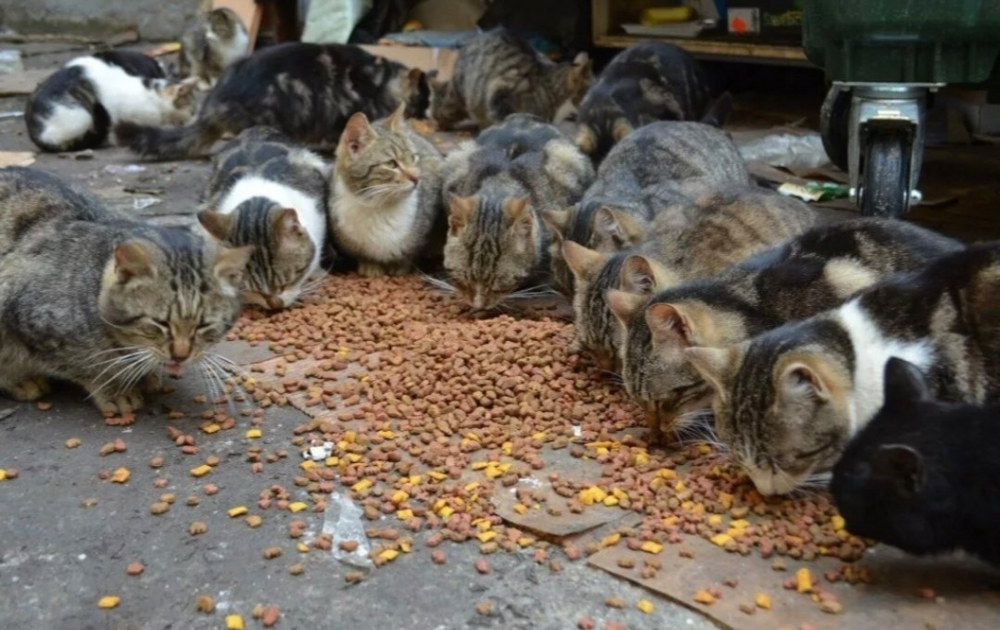 
        Как&nbsp;устроена стая дворовых кошек?    