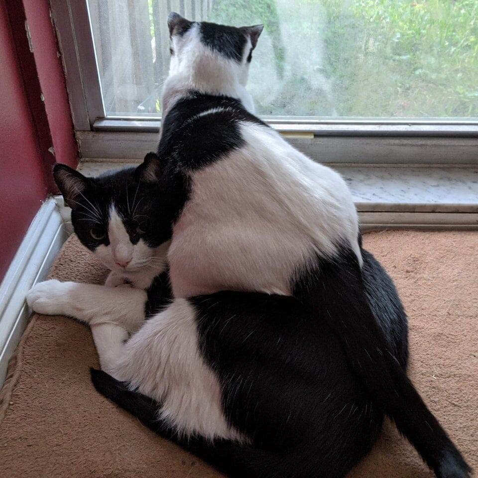 18 животных, которые перешли все границы дозволенного
18 животных, которые перешли все границы дозволенного